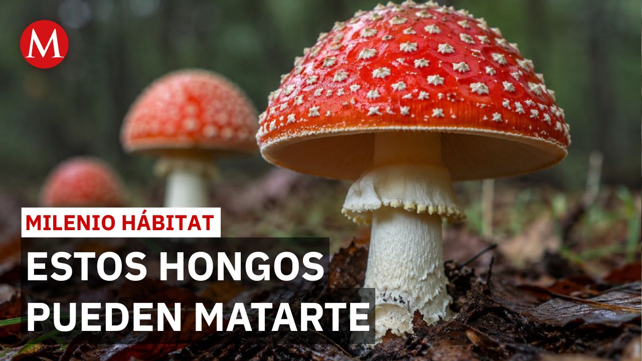 Hongos venenosos que parecen comestibles pueden provocarte la muerte