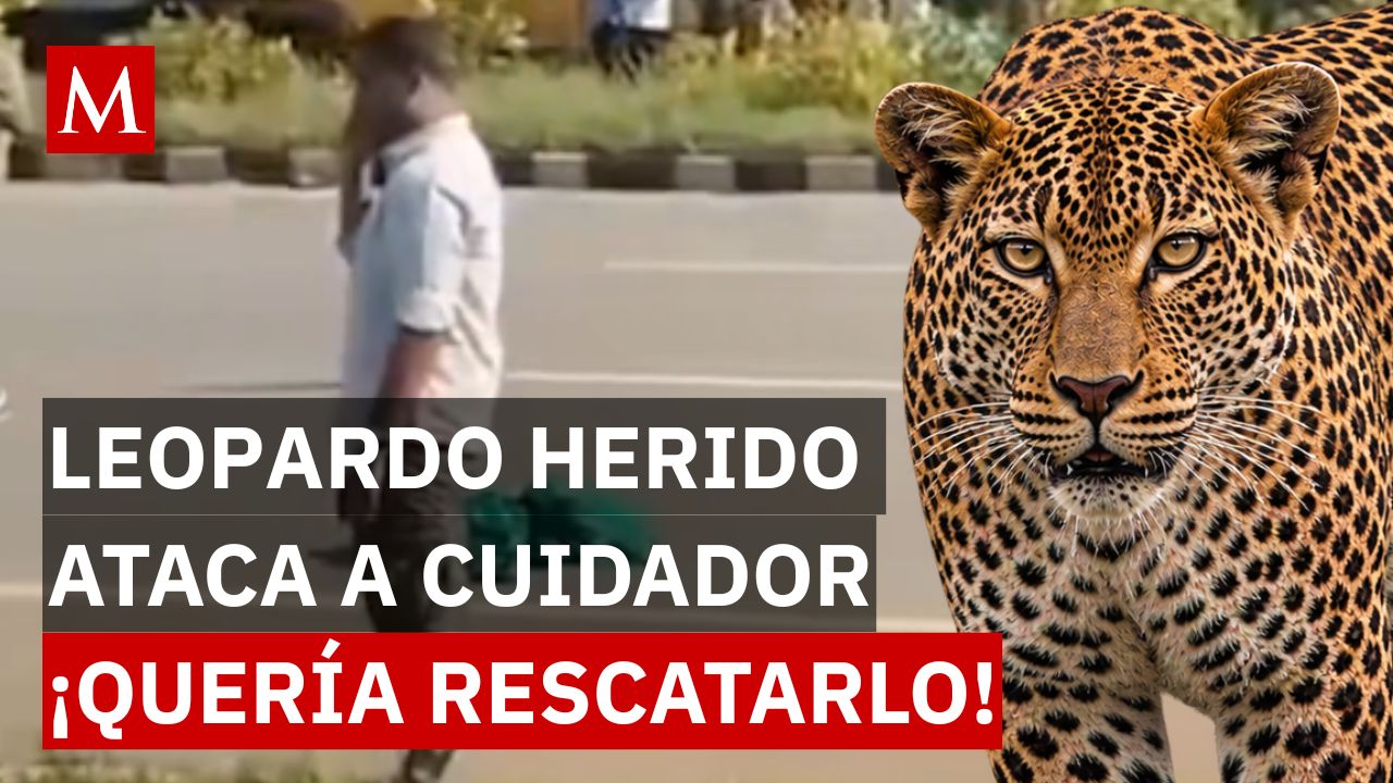 ¿Qué pasó durante el rescate? Leopardo atropellado ataca a hombre que intentaba auxiliarlo en India
