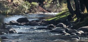 Río Atoyac arrastra petróleo e hidrocarburos