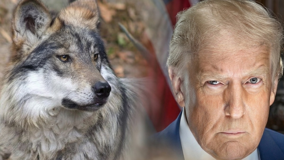 Donald Trump: ¿De qué trata su petición con los lobos mexicanos? | MILENIO