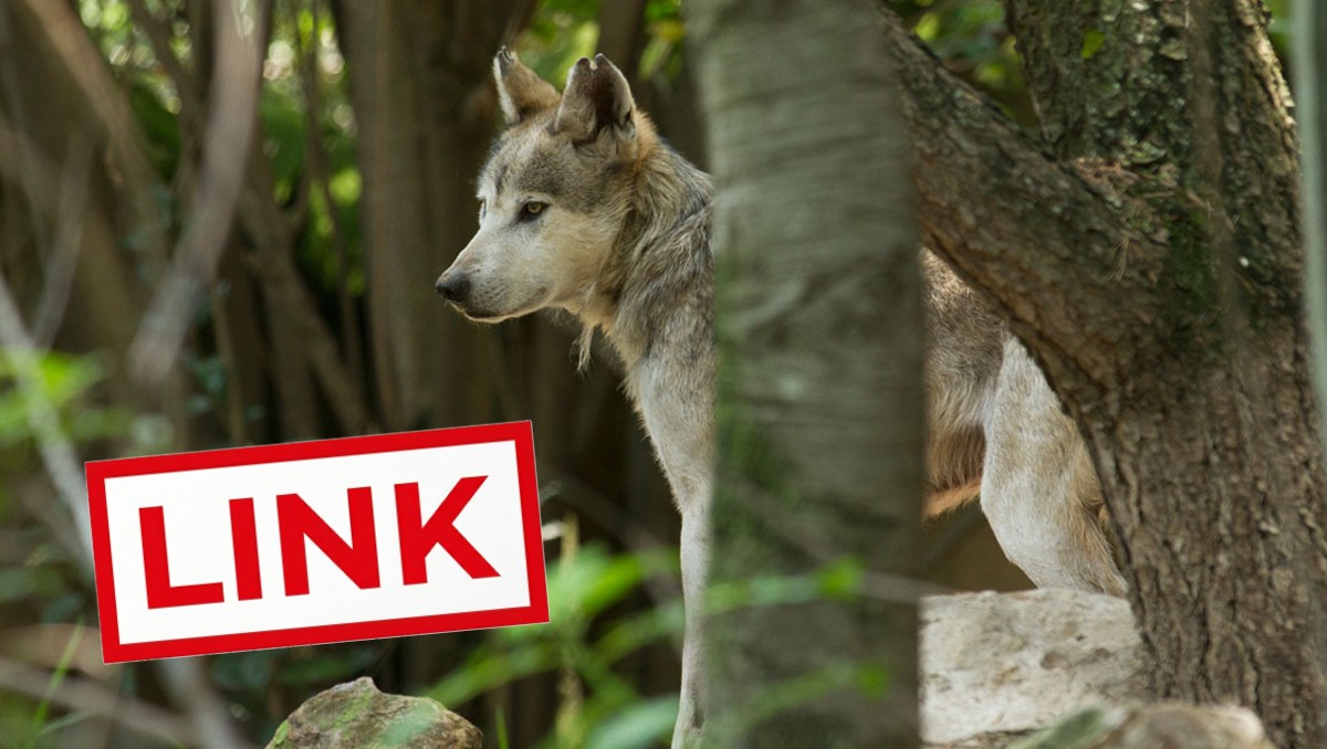 Dónde firmar petición para salvar al Lobo Mexicano  (Octavio Hoyos)