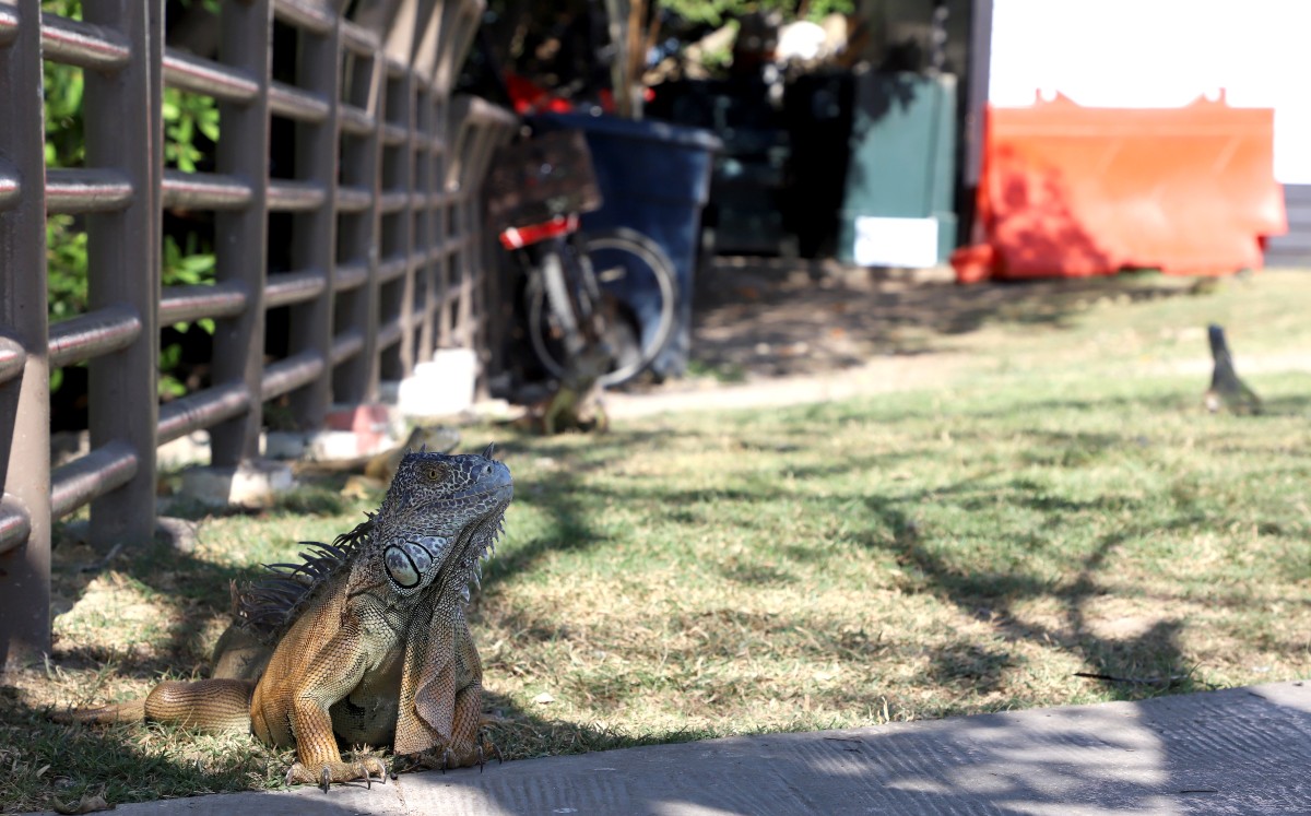 Iguanas aprovechan de los rayos del sol en las inmediaciones de la laguna del Carpintero. | Foto: Yazmín Sánchez