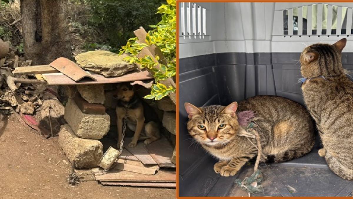 Las mascotas rescatadas quedarán bajo resguardo de la Cepanaf Calimaya. | Foto: FGJEM
