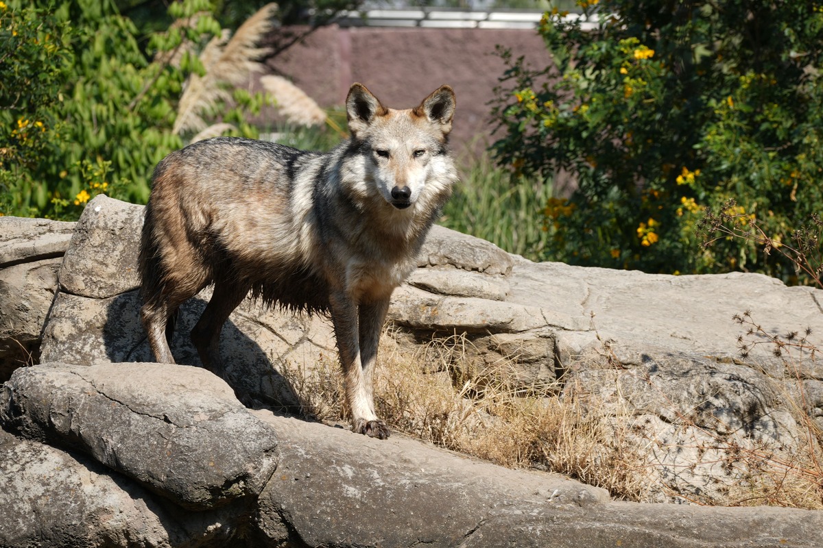 El Zoológico de Chapultepec es uno de los 24 centros de conservación del lobo mexicano en el país. | Foto: Sedema