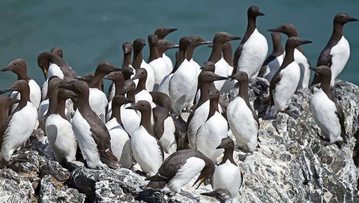 Alaska perdió 4 millones de aves durante una ola de calor. | FOTO: Servicio Geológico de EU