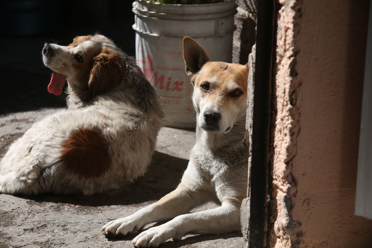 Para combatir el maltrato animal de raíz, se debe cultivar la empatía y la sensibilidad | Juan Carlos Bautista/ Milenio