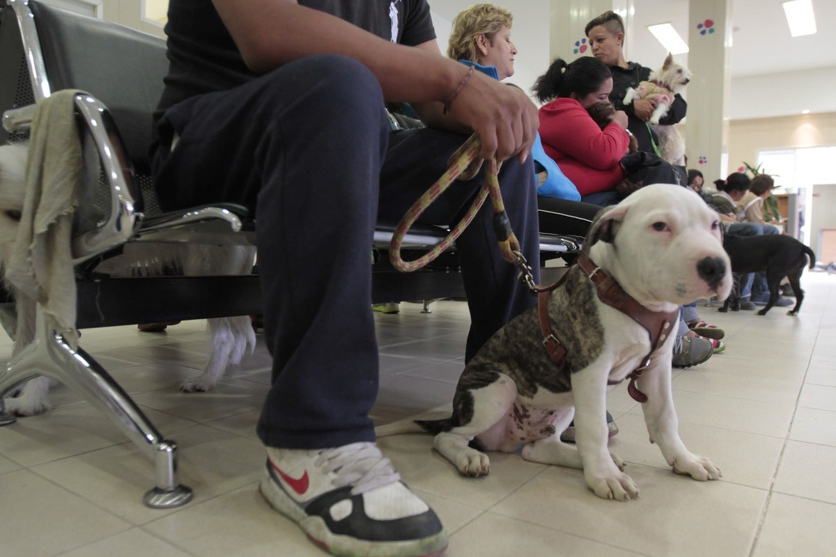 El Hospital Veterinario de la CdMx ofrece atención gratuira y de bajo costo para perros, gatos y otras especies | Javier Ríos/ Milenio Diario
