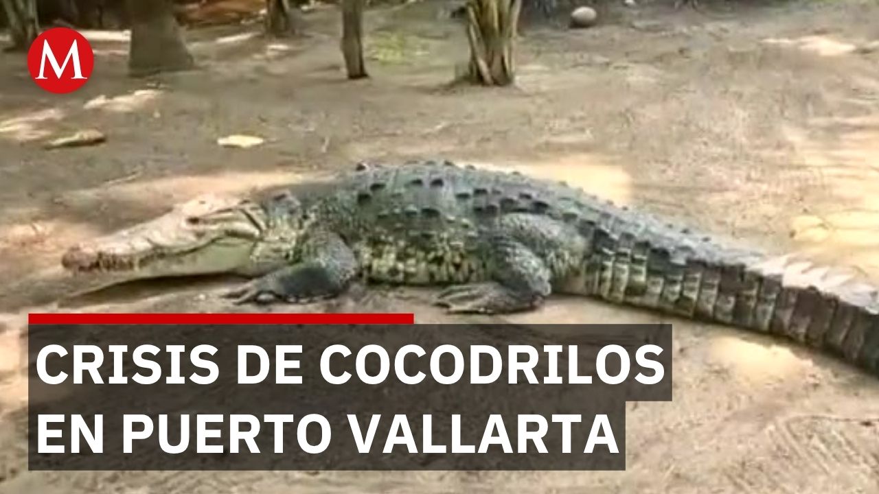 Alertan por cocodrilos activos en Puerto Vallarta durante temporada de reproducción