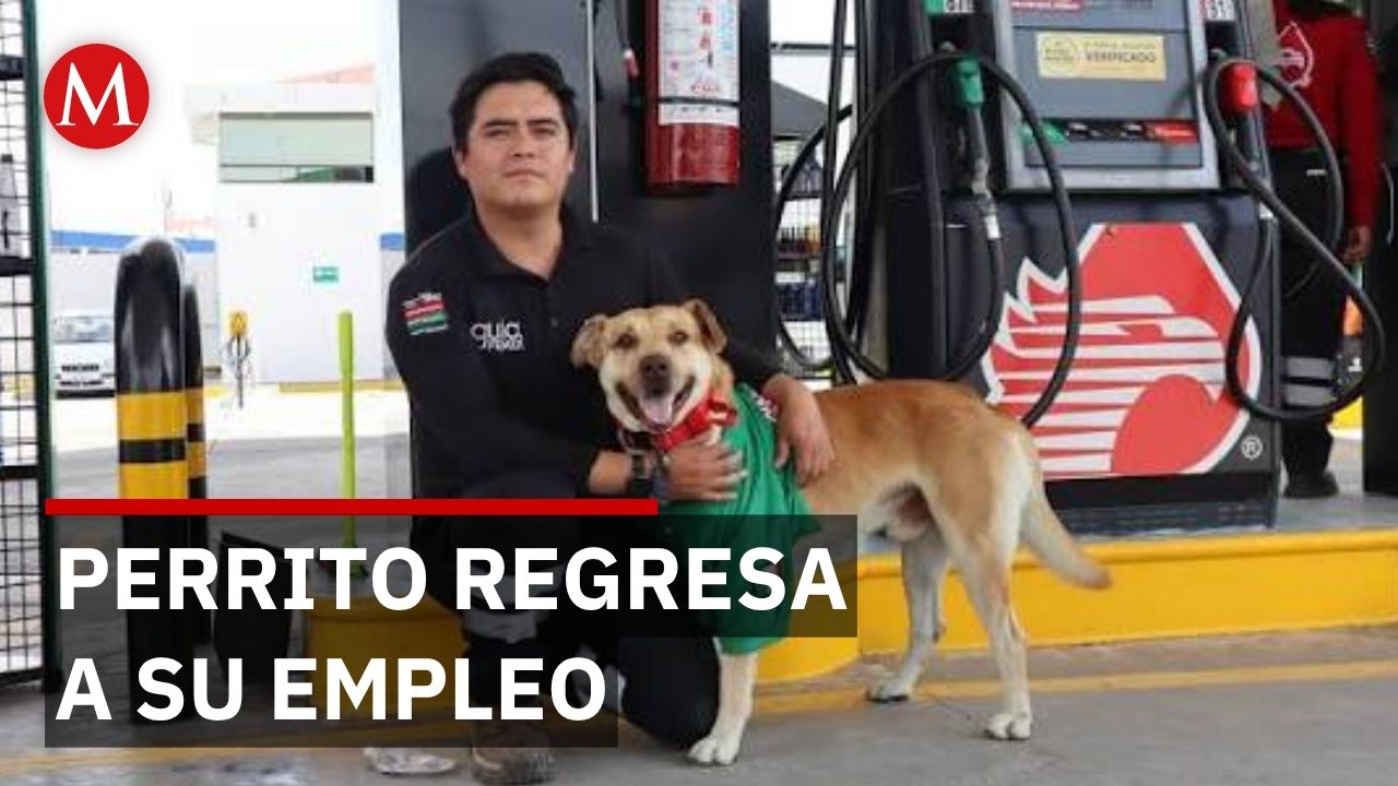 Wero, el perro que se convirtió en despachador de gasolinera en Tlaxcala