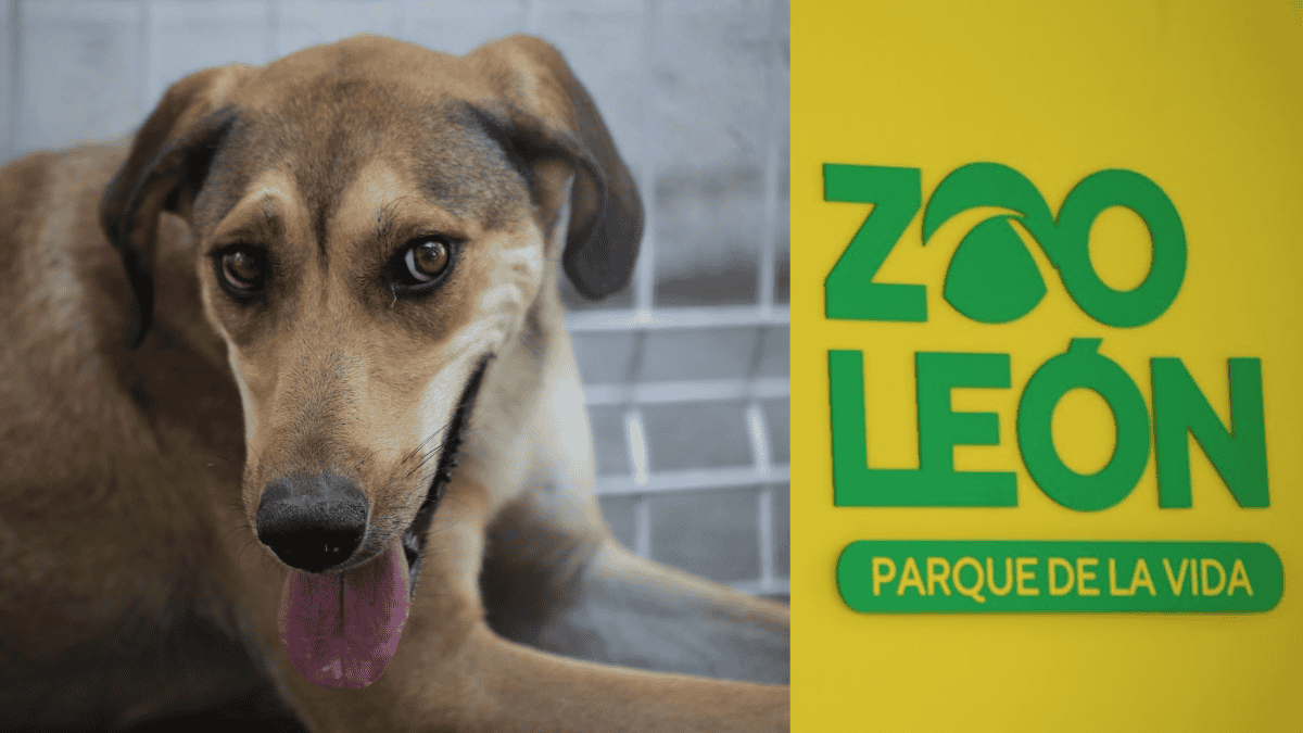 Corazón participó en una jauría que mató a 24 borregos pero ahora, rehabilitada, busca hogar. | Dany Béjar
