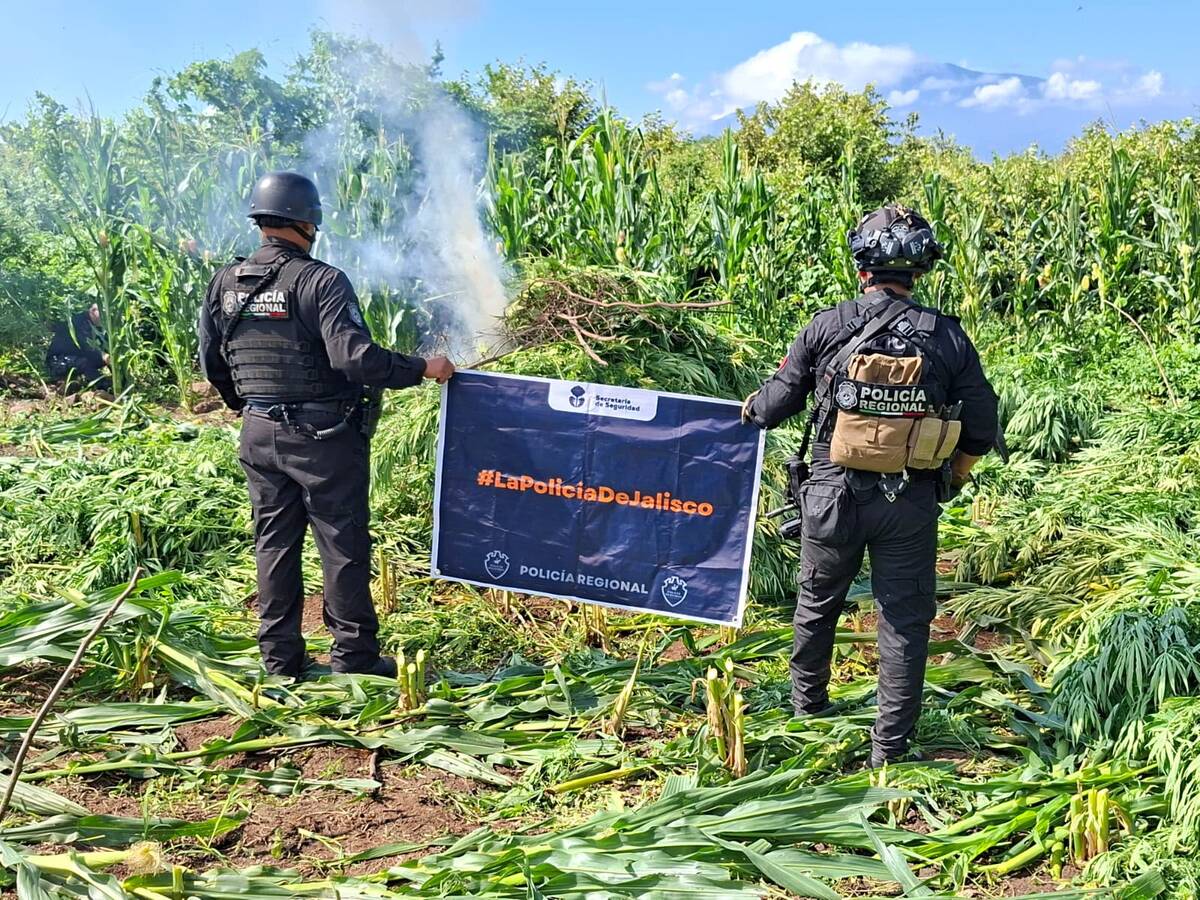 Las plantas de mariguana fueron localizadas en dos predios de Tequila. (Cortesía Policía de Jalisco)