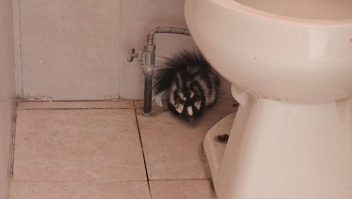 El animalito se encontraba en buenas condiciones. | Foto: Cortesía Protección Civil de Lerdo
