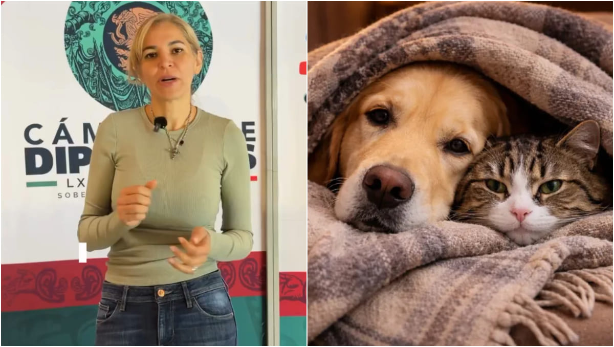 Rosa Alejandra Rodríguez compartió los detalles de su iniciativa de reforma. | Especial