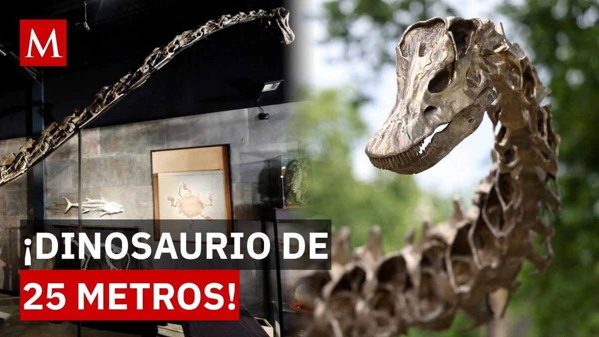 Mide 25 metros y vivió en el Jurásico: hallan la primera prueba del Diplodocus fuera de EU