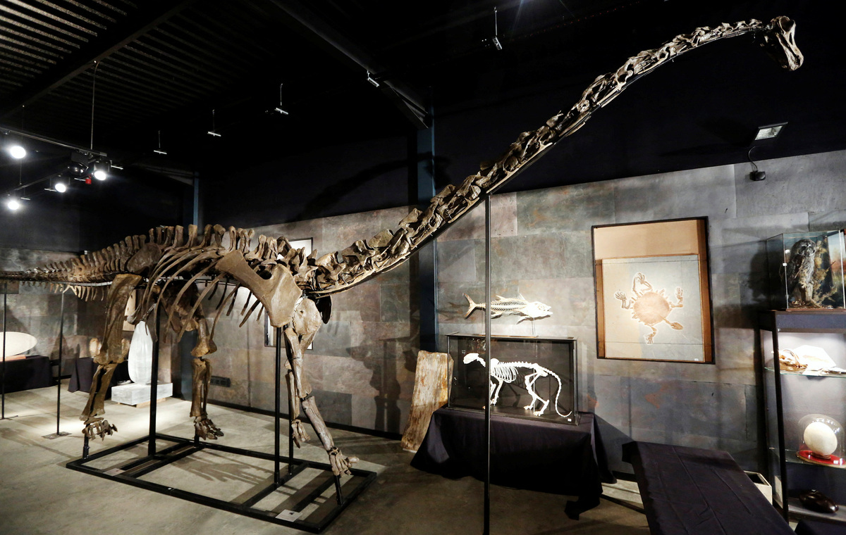 Restos de Diplodocus fueron encontrados al este de España | Foto Ilustrativa: Reuters