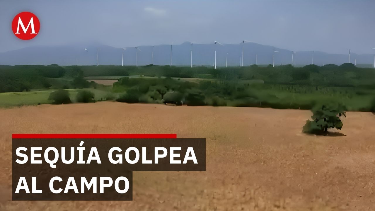 Sequía en Oaxaca: 700 mil productores pierden miles de pesos en cosechas