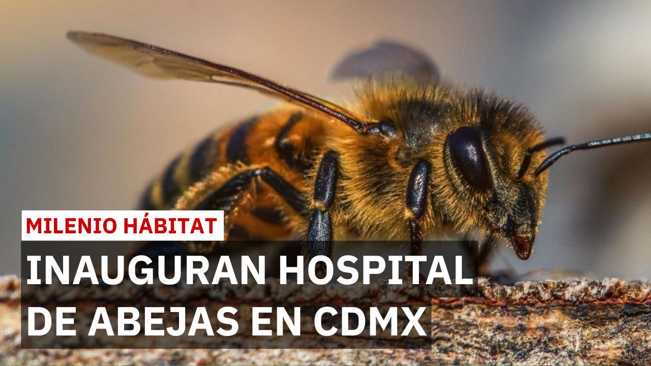 CdMx inaugura primer hospital de abejas pero apicultores sufren robos de colmenas | Milenio Hábitat