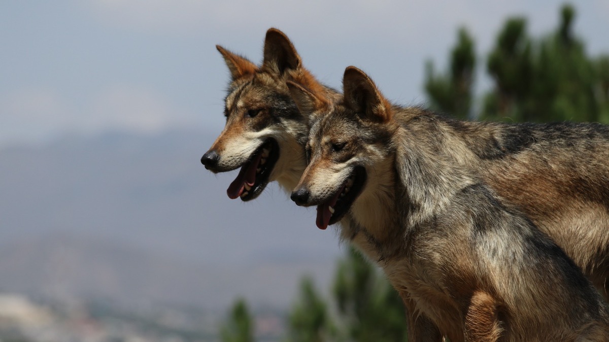 Donald Trump ordenó revisar en 90 días el estatus de protección del lobo mexicano y el lobo gris. | Cortesía del Museo del Desierto