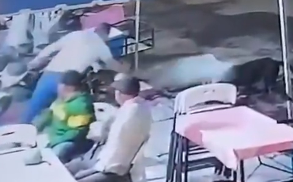 La Fiscalía de Michoacán dijo que abrió una carpeta de investigación por el delito de crueldad animal. | Especial