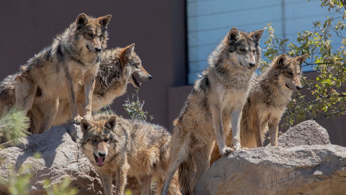 En México, la liberación de lobos mexicanos en vida silvestre comenzó en 2011. | Cortesía del Museo del Desierto