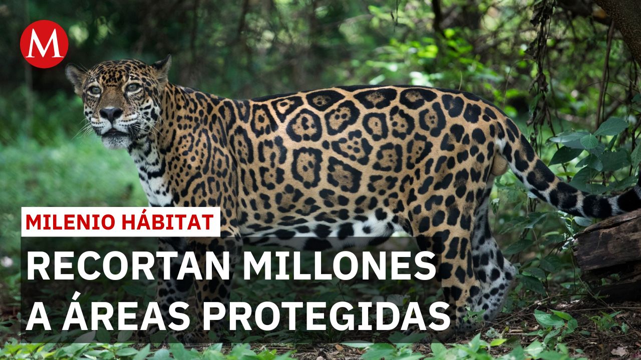 México es país más megadiverso pero recorta 14 millones a sus áreas protegidas | Milenio Hábitat