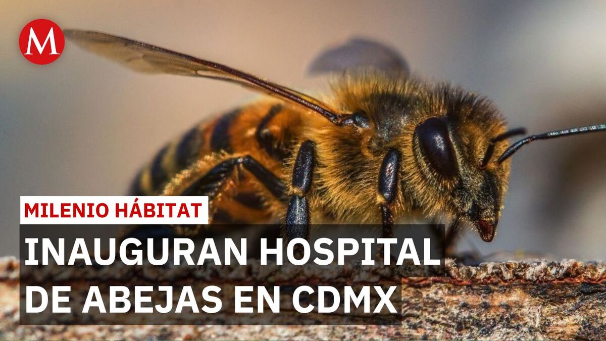 CdMx inaugura primer hospital de abejas pero apicultores sufren robos de colmenas | Milenio Hábitat