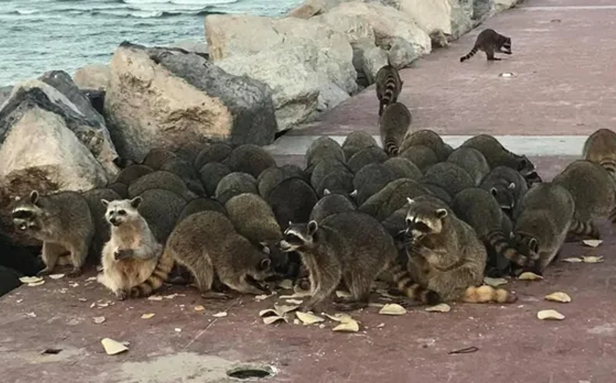 Grupo de mapaches comiendo comida chatarra en escolleras de Playa Miramar. | Especial