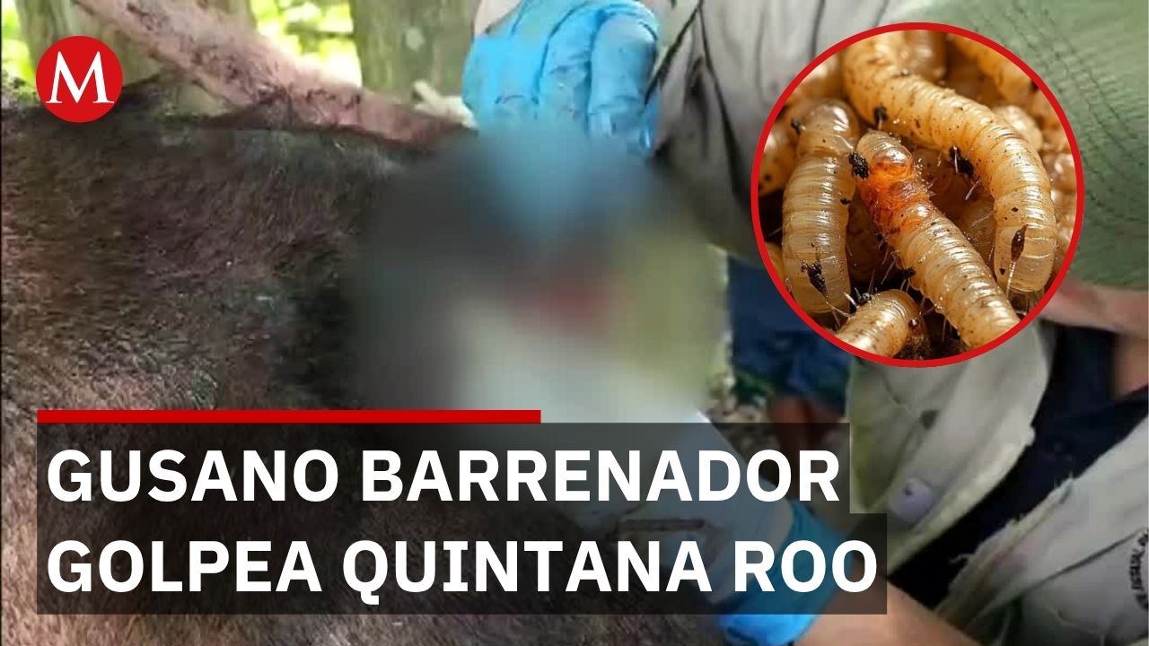 Mil 100 casos de gusano barrenador detectados en ganado de Quintana Roo
