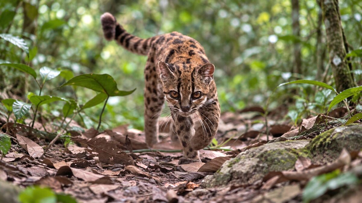 Nueva especie de gato en Bolivia | EFE