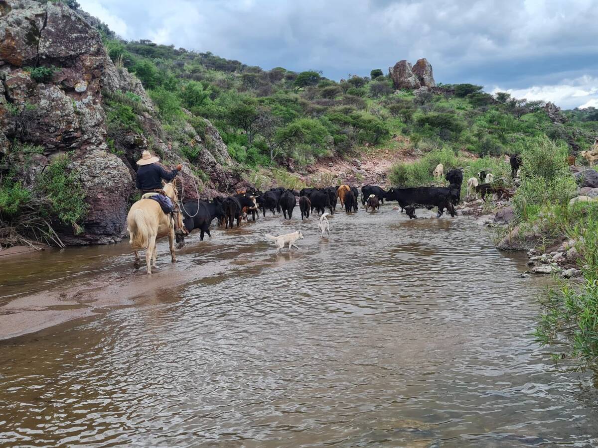 Campesinos de Durango, en incertidumbre por lluvias intermitentes. | Foto: Aldo Flores.