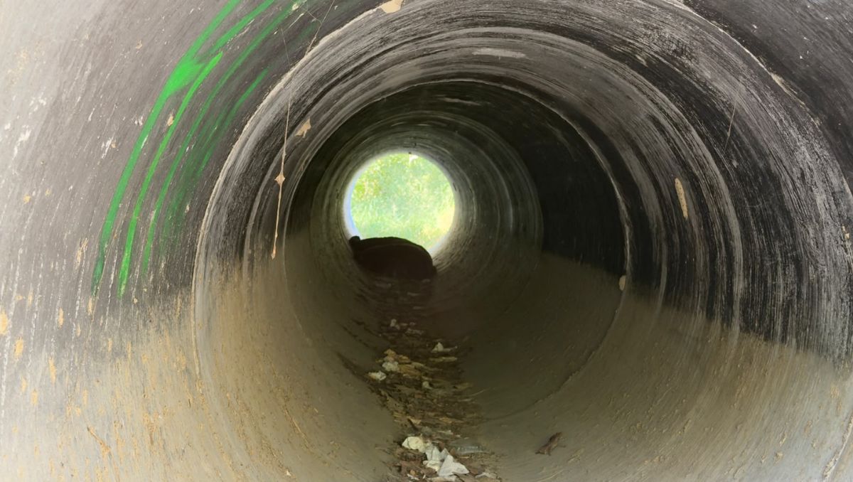 El oso se refugió en un canalón ubicado en la zona. Ángel Mercado