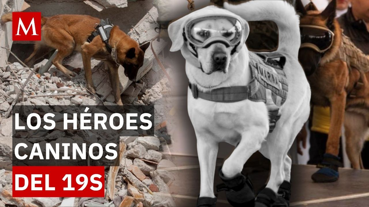 A 9 años del 19 de septiembre de 2017: ¿Qué fue de Frida, Proteo y los perros que salvaron vidas?