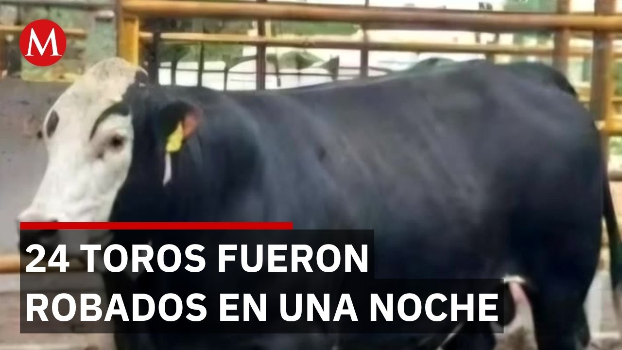 En Hidalgo, familia pierde 24 toros robados durante la madrugada del viernes