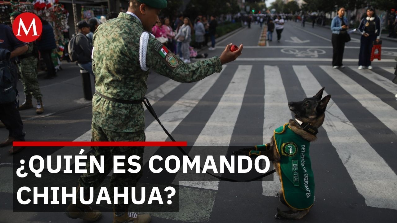Comando Chihuahua: el perro de la Guardia Nacional que elige la proximidad social