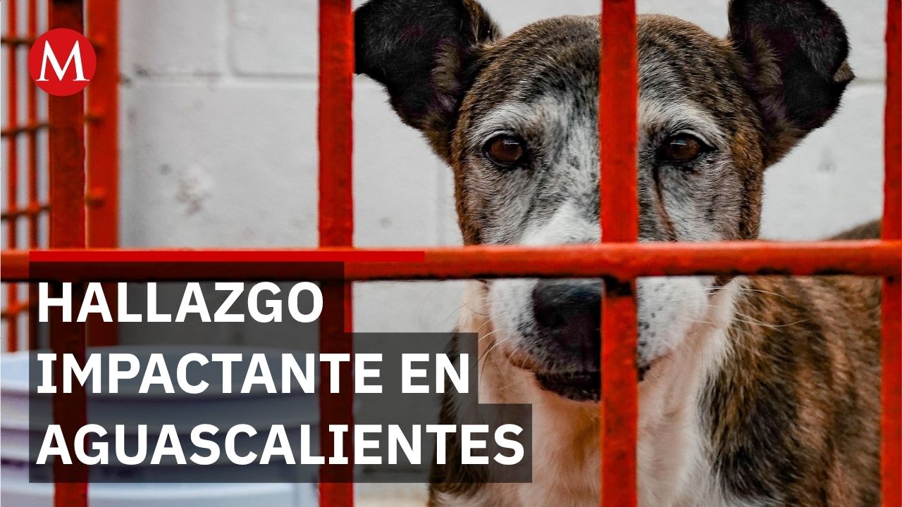 Detienen a Omar 'N' en Aguascalientes por sacrificar y consumir perros