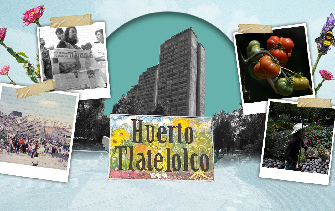 Agricultura de resistencia: el huerto que creció en Tlatelolco sobre los escombros del ‘85