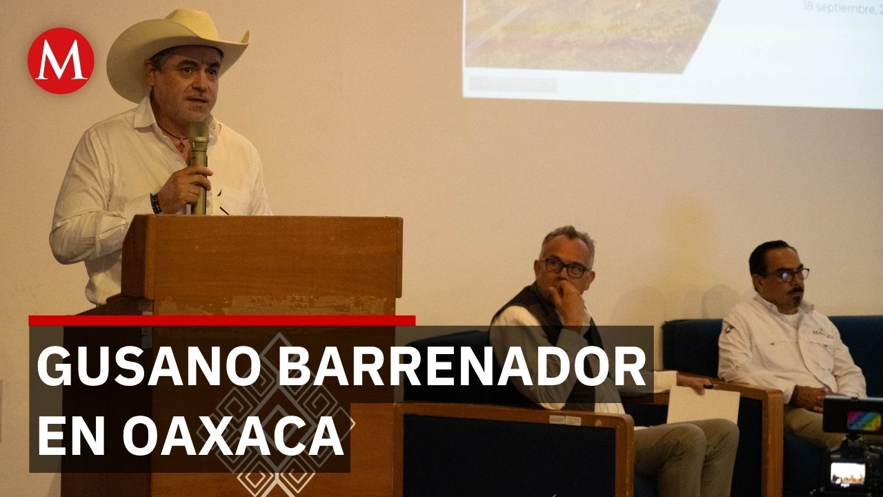 Oaxaca niega alerta sanitaria pero ya suma 45 casos confirmados de gusano barrenador