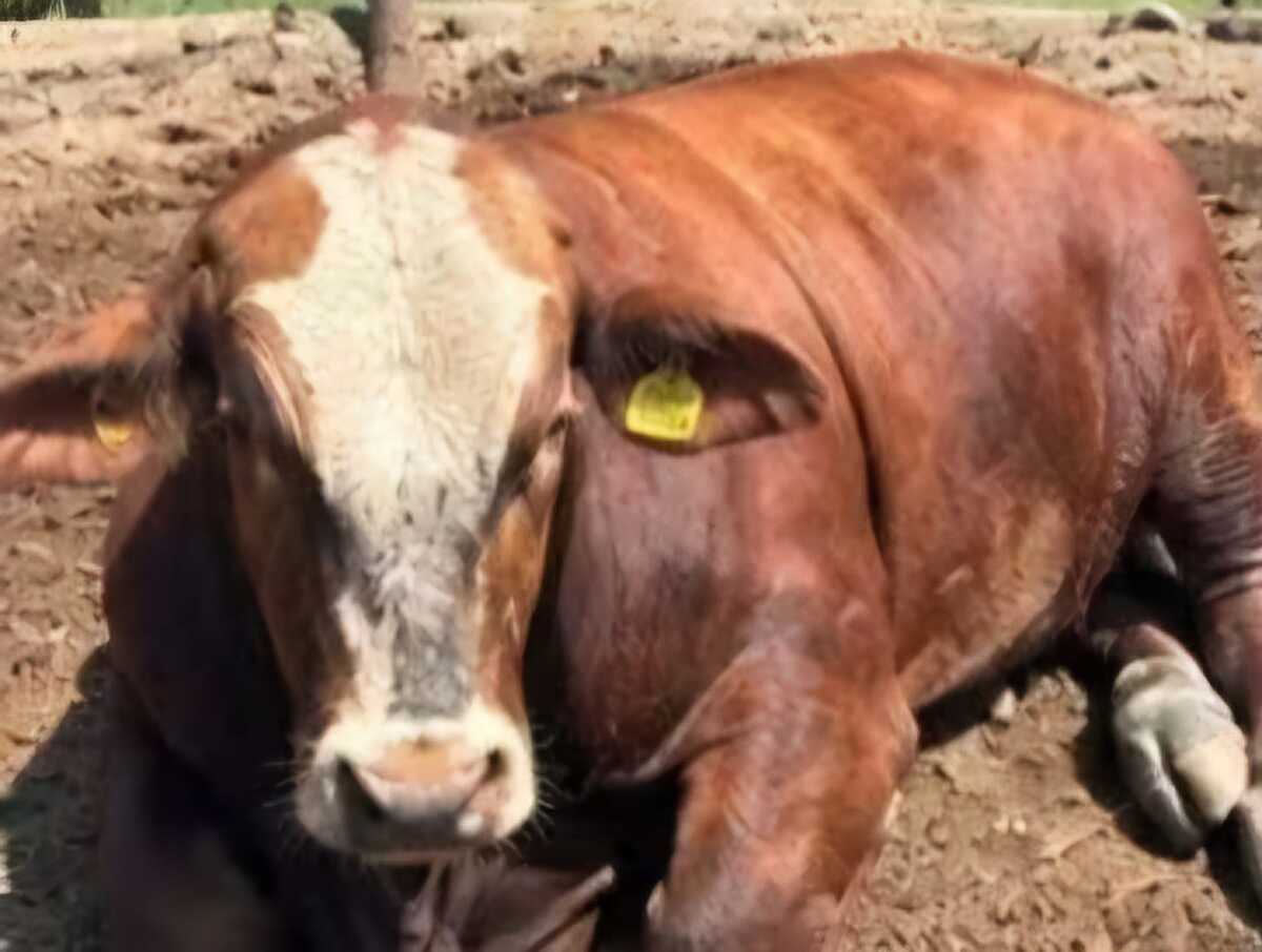 Reportan robo de 24 toros en Huichapan, Hidalgo. (Cortesía)