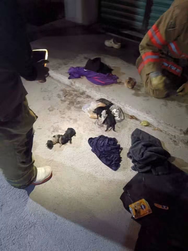 Rescatan a perrita y a sus 10 cachorros tras quedar atrapados en un drenaje en San Salvador. (Cortesía)