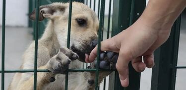 En el año 2025 se registra el mes con más maltrato y crueldad contra los animales domésticos.