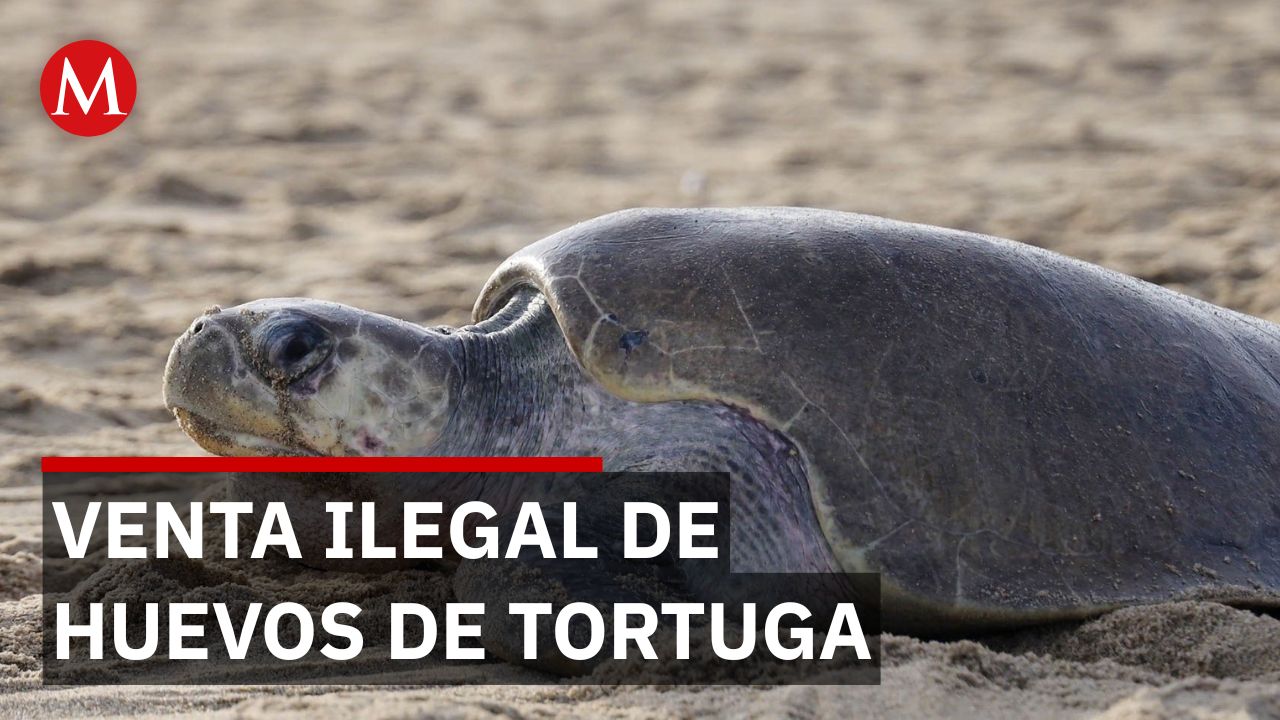Ambientalistas denuncian masacre de tortugas mientras saqueadores actúan de noche en Guerrero