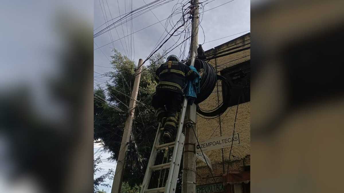 El jefe Vulcano detalló que el ave de presa fue puesta a salvo de la corriente eléctrica. | Foto: X @JefeVulcanoCova