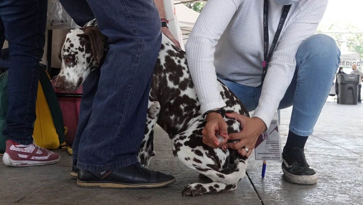 La Secretaría de Salud indicó que la vacuna antirrábica se aplicará de forma gratuita. | Foto: Cuartoscuro