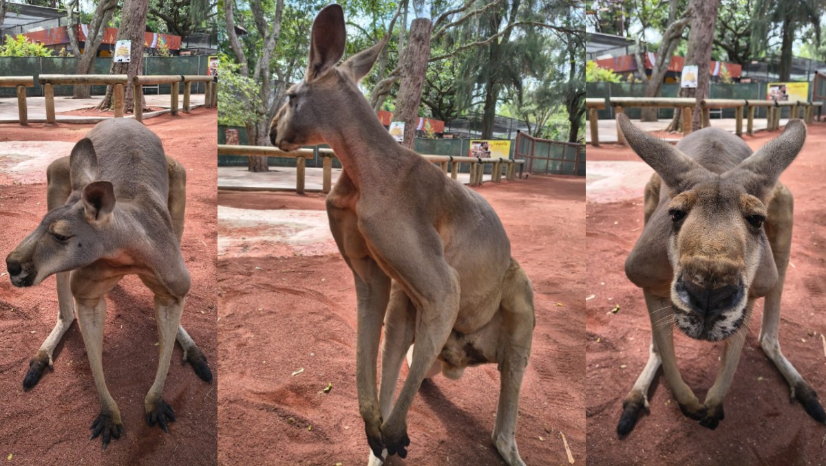Akala, el canguro musculoso del Zoológico Guadalajara. (María Camarena)