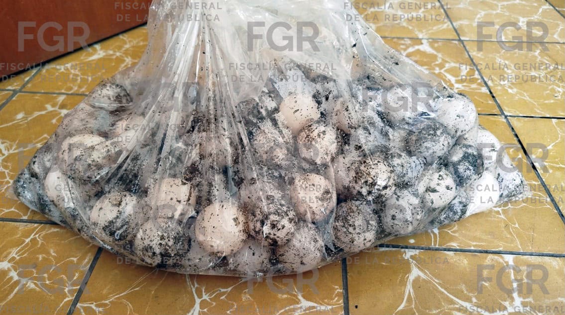 Los huevos fueron localizados al interior de una bolsa de plástico. (Cortesía FGR)