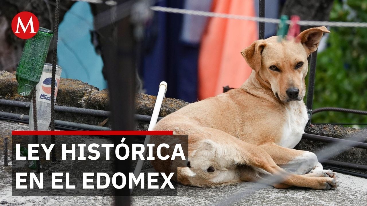 Nueva ley mexiquense permite denunciar maltrato animal con hasta 15 años de cárcel