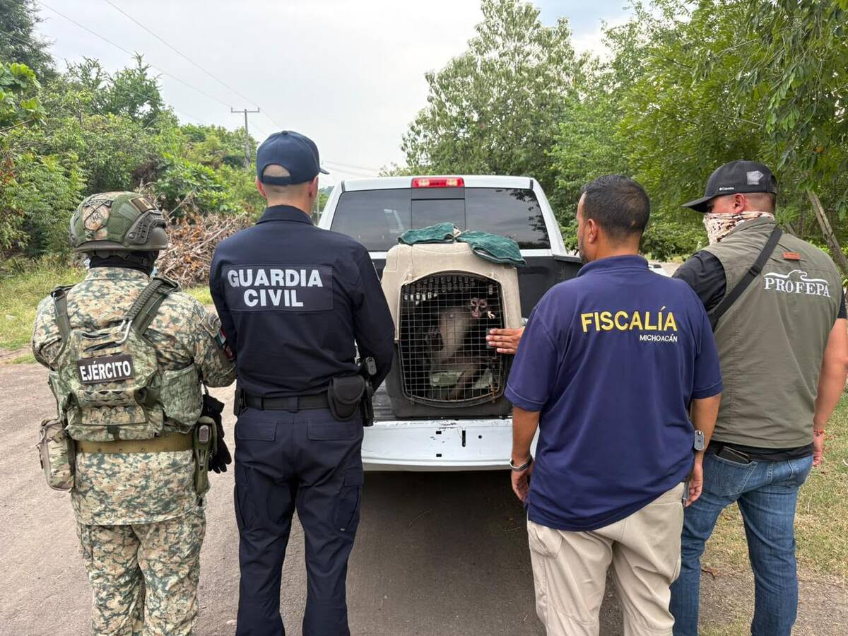El mono araña fue encontrado atado del cuello con un lazo de plástico a un árbol. (Foto: ESpecial)