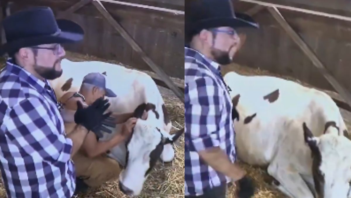 ¿Qué pasó con las vacas? Veterinario confirmó presencia de garrapatas | Especial