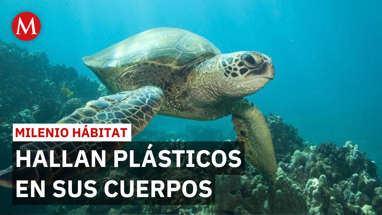 Tortugas carey de la bahía de Zihuatanejo consumen plásticos por contaminación | Milenio Hábitat