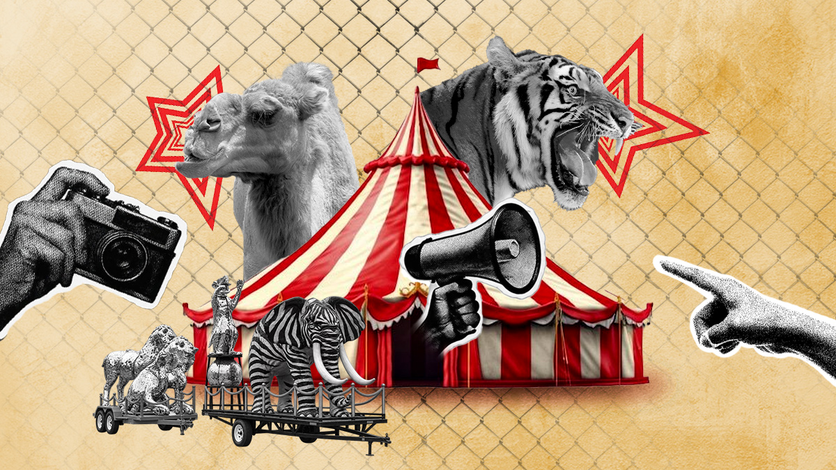 Animales de circo | Margarita Salmoran